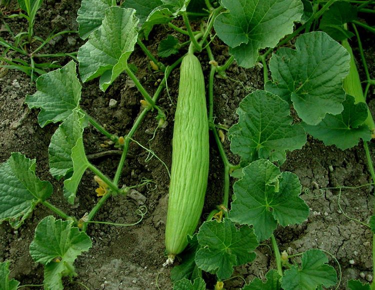  ACURUN FAYDALARI