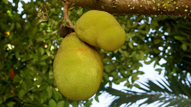  Jackfruitin Faydaları
