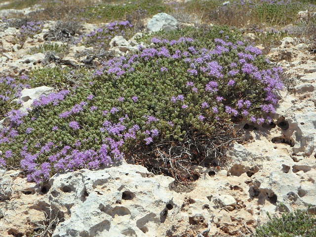  KEKİĞİN FAYDALARI