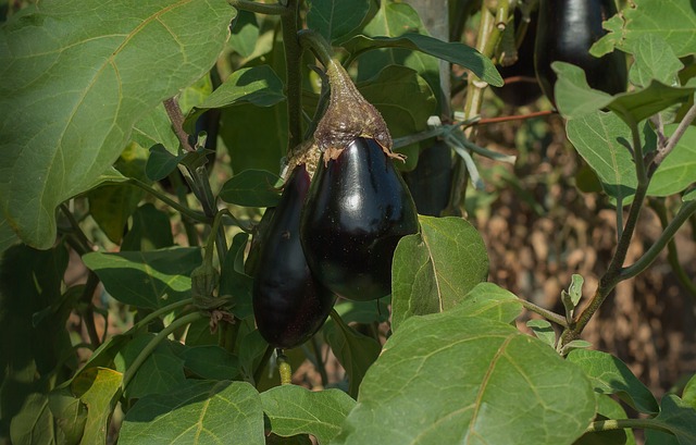  PATLICANIN FAYDALARI