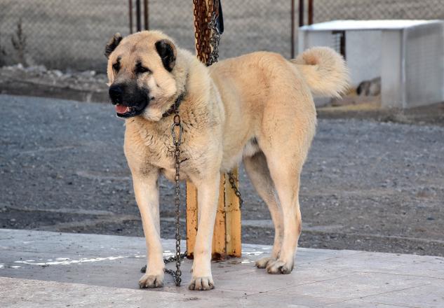  Ulusal köpeğimiz Kangal
